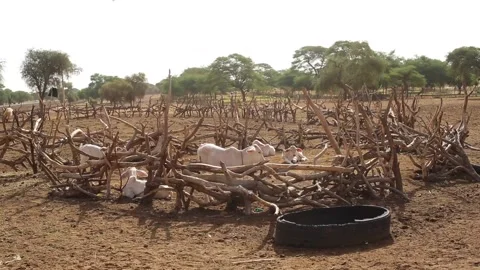Calves in a pen Stock Footage 201163471