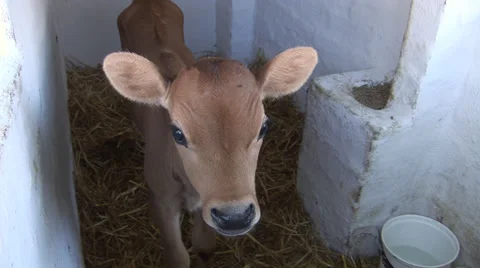 Calves in pens Stock Footage 27346833