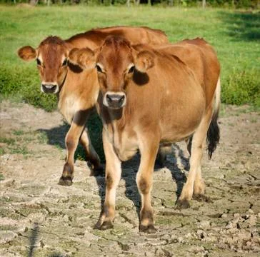 Calves Stock Photos