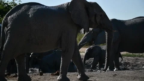 Calves play in mud while a guarding adult crosses in front — Part 2 Stock Footage 320845554