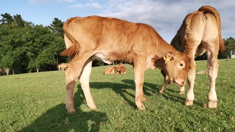 Calves relaxing in the meadow Stock Footage 134959972