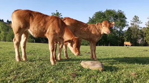 Calves relaxing in the meadow Stock Footage 134960054