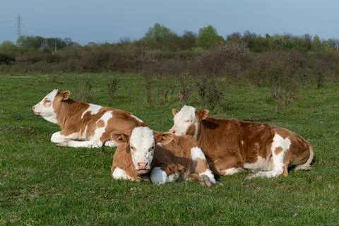 Calves resting in field close up Stock Photos
