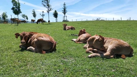 Calves resting in the meadow Stock Footage 134607339