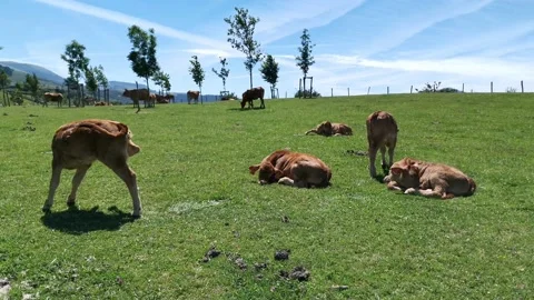 Calves resting in the meadow Stock Footage 134607717