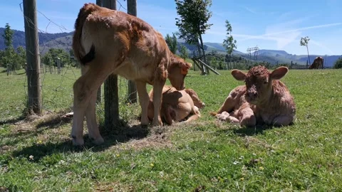 Calves resting in the meadow Stock Footage 134607891