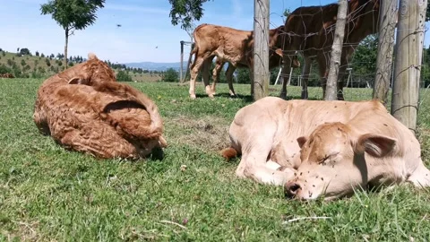 Calves resting in the meadow Stock Footage 134607953