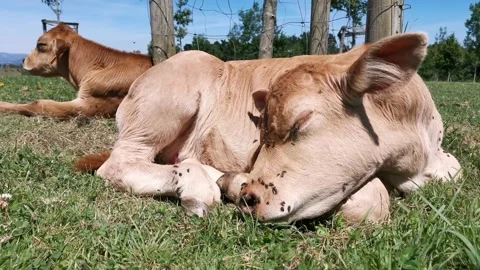 Calves resting in the meadow Stock Footage 134608063