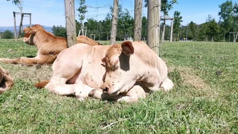 Calves resting in the meadow Stock Footage 134608138