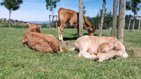 Calves resting in the meadow Stock Footage 134608227