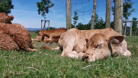 Calves resting in the meadow Stock Footage 134608298