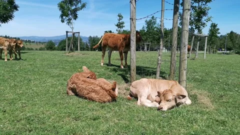 Calves resting in the meadow Stock Footage 134608350