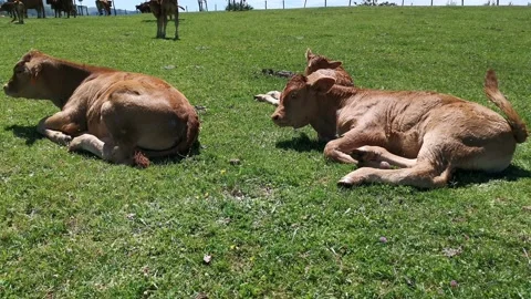 Calves resting in the meadow Stock Footage 134608429