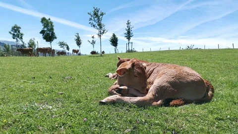 Calves resting in the meadow Stock Footage 134608479