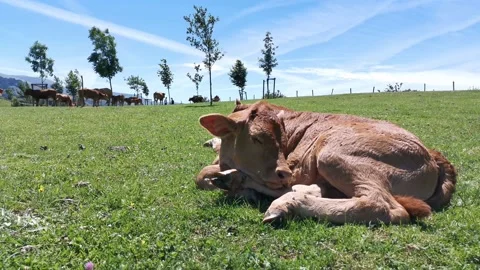 Calves resting in the meadow Stock Footage 134608581