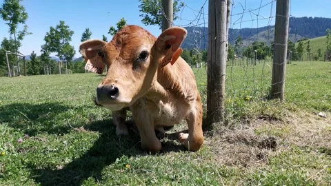 Calves resting in the meadow Stock Footage 134608668