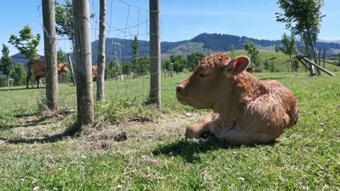 Calves resting in the meadow Stock Footage 134608760