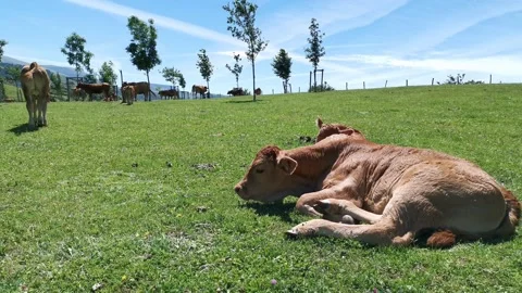 Calves resting in the meadow Stock Footage 134608824