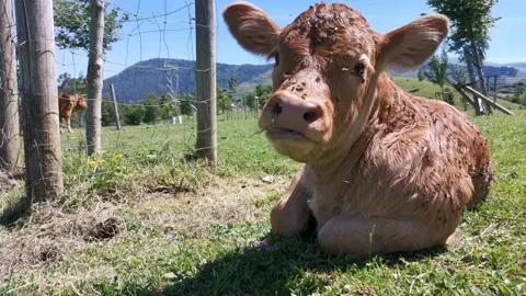 Calves resting in the meadow Stock Footage 134608969