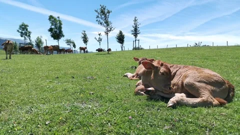 Calves resting in the meadow Stock Footage 134609032