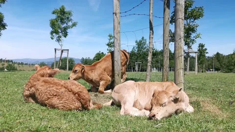 Calves resting in the meadow Stock Footage 134609181