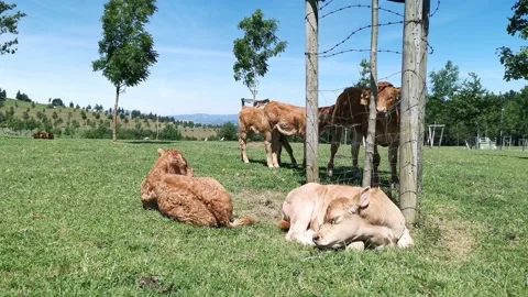Calves resting in the meadow Stock Footage 134609243