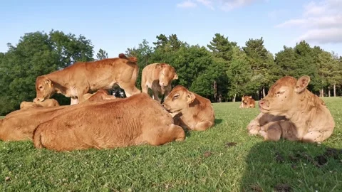 Calves resting on the meadow Stock Footage 134956777