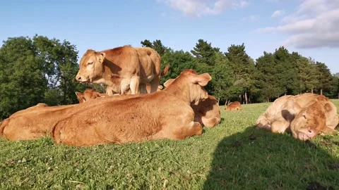Calves resting on the meadow Stock Footage 134956858