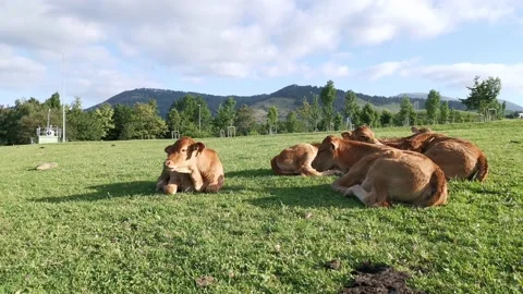 Calves resting on the meadow Stock Footage 134956958