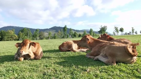 Calves resting on the meadow Stock Footage 134957075