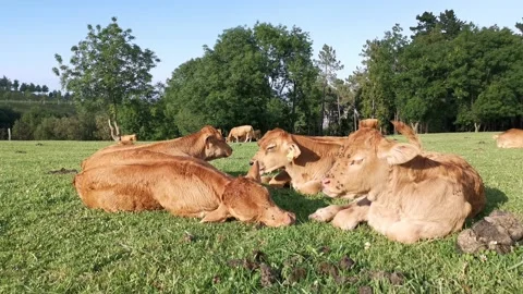 Calves resting on the meadow Stock Footage 134957163