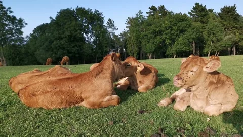 Calves resting on the meadow Stock Footage 134957234