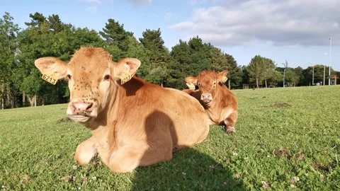 Calves resting on the meadow Stock Footage 134957417