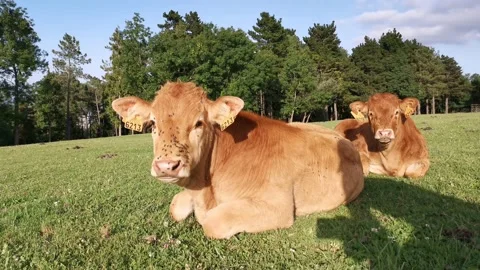 Calves resting on the meadow Stock Footage 134957534