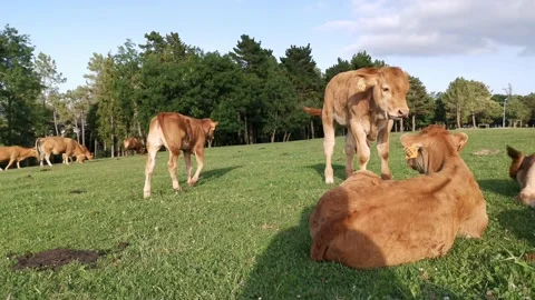 Calves resting on the meadow Stock Footage 134957612