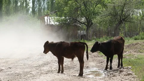 Calves on the road Stock Footage 240030596
