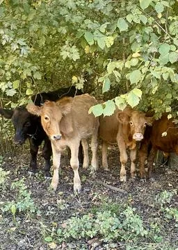 Calves in a row, cows side by side, standing upright in a green forest Stock-Fotos
