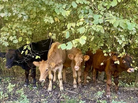 Calves in a row, cows side by side, standing upright in a green forest 스톡 사진