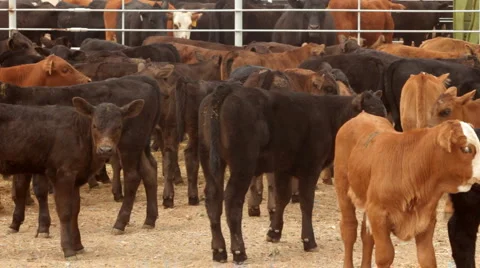 Calves Separated from Herd in Pen Corral Roundup Vídeo Stock 4731589