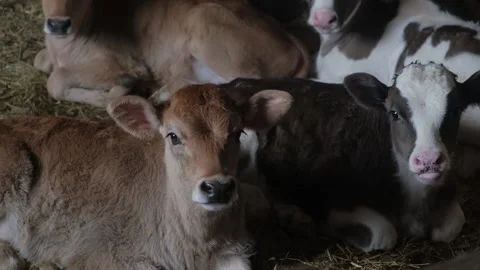 Calves sitting in a barn, staring at camera Stock Footage