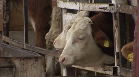 Calves in a stable Stock Footage 35952761