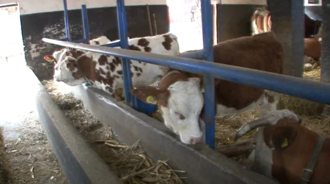 Calves in stable Stock-Footage 39665982