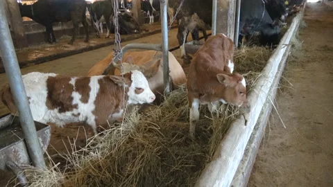 Calves in the stall in the barn Stock Footage 92813050
