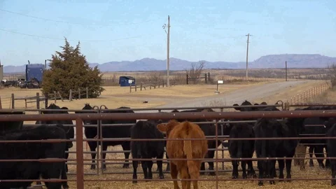Calves in stock pens. Stock Footage 86137330