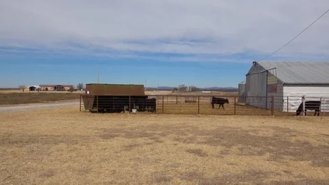 Calves in stock pens. Stock Footage 86137360