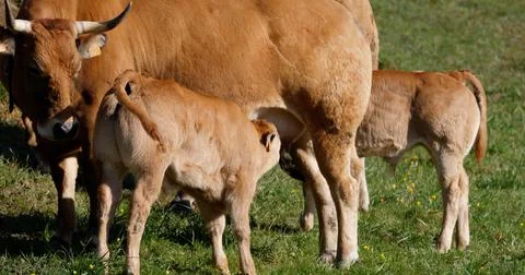 Calves suckle Stock Photos