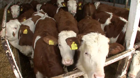 Calves in a tight space Vídeo Stock 35952290
