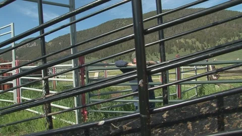 Calves Unloading from Cattle Trailer Stock Footage 105977116
