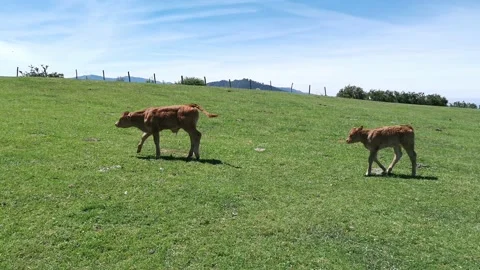 Calves walking in the meadow Video stock 134607659
