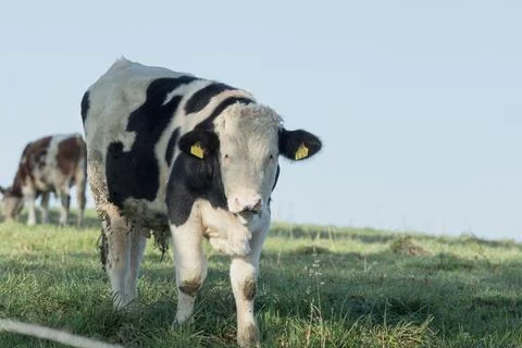 Calves on the winter will certainly be happy about the sun Stock Photos
